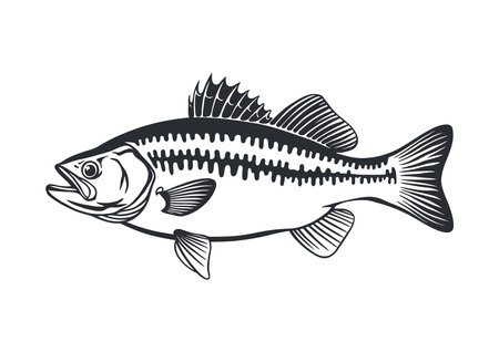 Monochrome drawing of a fish with detailed anatomical.のイラスト素材