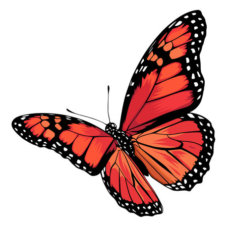 Orange and black monarch butterfly on a white background.のイラスト素材