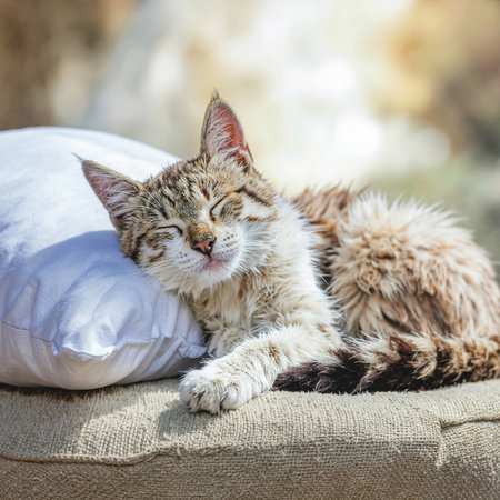 A sweet kitten peacefully sleeping on a white pillow with natural sunlight in the backgroundの素材