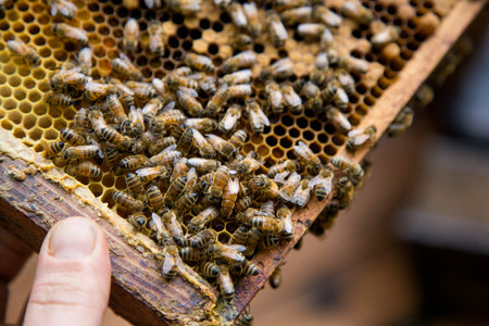 Bees on the honeycomb inside the bee hive