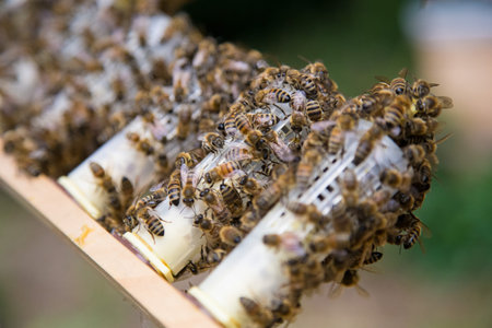 Honey bee queen breeding in a beehive.