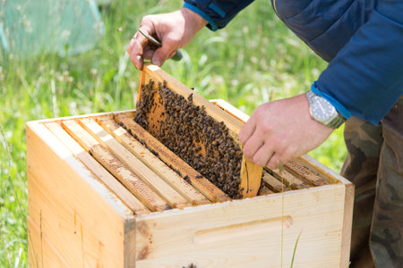 Beekeeper at work on his apiary with smoker next to the beehive