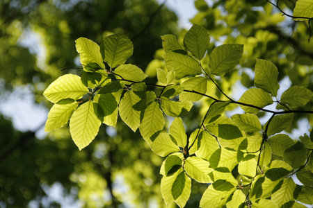 Beech leafs branch closeup with blur background. Green tree with sun light in the back.