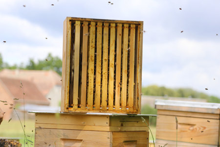Honeycomb inside the beehive with bees at work.