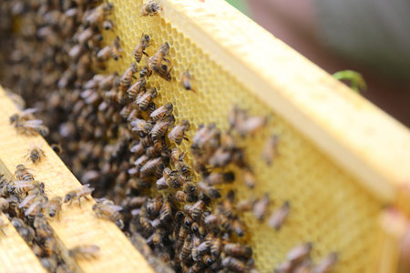 Honeycomb inside the beehive with bees at work.