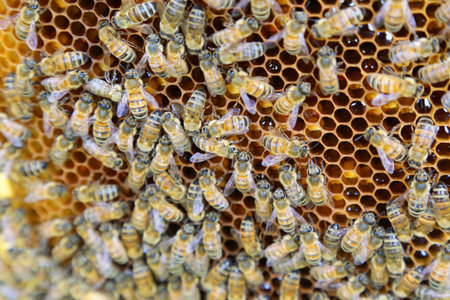 Beehive interior - honey bees working on a honeycombの写真素材