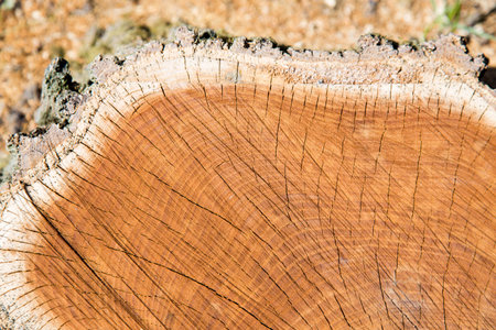 Image of cut dry timber wood profile.