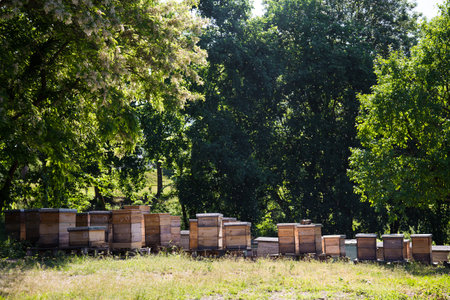 Apiary farm - bees hives in the shadow of trees in summer timeの写真素材