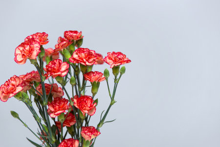A bunch of pink flowers on a gray gradient background copy space.の写真素材
