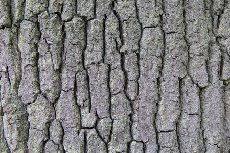 Close-up of bark of the oak tree. Details of outer tree layer. Abstract background.の写真素材