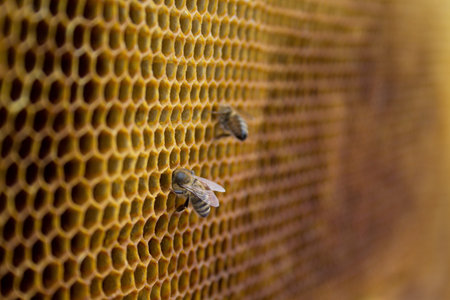 oney bees on a honeycomb inside beehive. Hexagonal wax structure with blur background.の写真素材