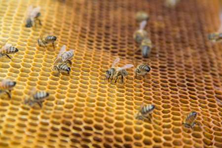 oney bees on a honeycomb inside beehive. Hexagonal wax structure with blur background.の写真素材