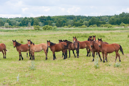 Free running wild horses on a meadow. Country midlands landscape with group of animals.の写真素材