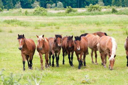 Free running wild horses on a meadow. Country midlands landscape with group of animals.の写真素材
