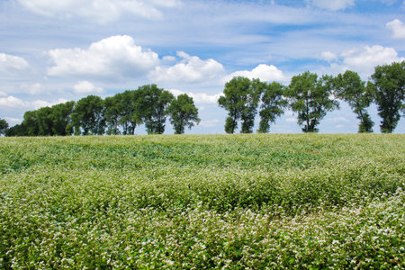 Field of common buckwheat. Landscape with cultivated crops plant, honey flower fagopyrum esculentum.の写真素材
