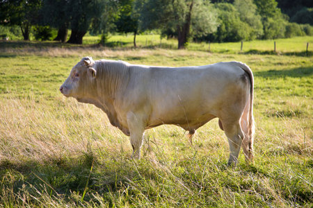 White bull standing at the pasture. Single cattle animal on a meadow.の写真素材