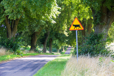 Picture presenting empty street with road sign on the streetside.の写真素材