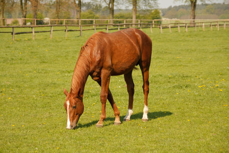 Brown horse on a pasture, eating grass.の写真素材