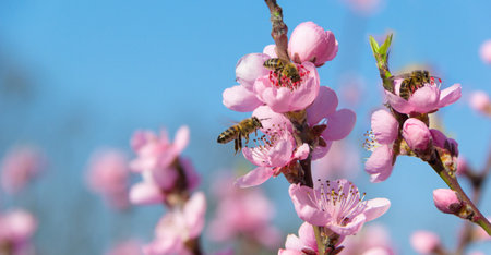 Bees flying by the blooming pink flower of apricot.の写真素材