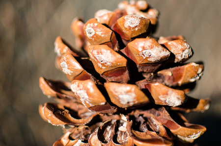 pinecone fir or pine mediterranean