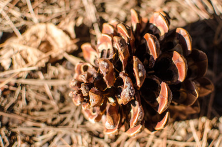 pinecone fir or pine mediterraneanの写真素材