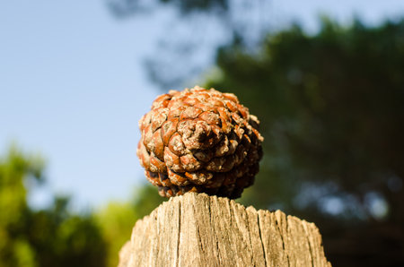 pinecone fir or pine mediterraneanの写真素材