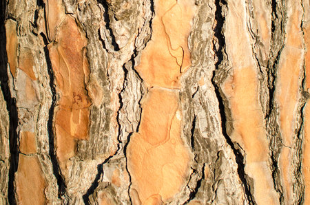 pine bark texture woodの写真素材