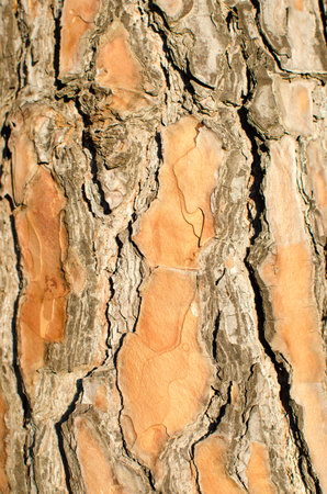pine bark texture woodの写真素材
