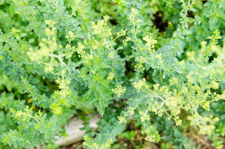 Aromatic oregano plant with bright green leaves, appreciated all over the world for its aromatic and healthy properties in the kitchen, making delicious foods.の写真素材