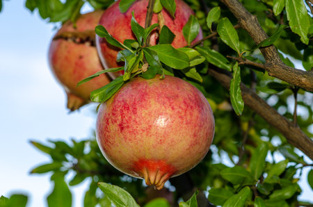 Pomegranate on the plant, a colorful fruit of the autumn season, rich in vitamins and antioxidants; ideal for juices and drinks to be made in the kitchen or cheerful and colorful menus and cocktails.の写真素材