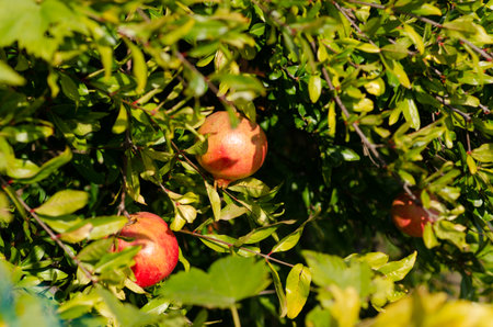 Pomegranate on the plant, a colorful fruit of the autumn season, rich in vitamins and antioxidants; ideal for juices and drinks to be made in the kitchen or cheerful and colorful menus and cocktails.の写真素材
