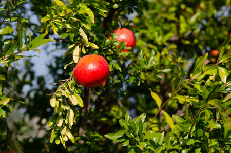 Pomegranate on the plant, a colorful fruit of the autumn season, rich in vitamins and antioxidants; ideal for juices and drinks to be made in the kitchen or cheerful and colorful menus and cocktails.の写真素材
