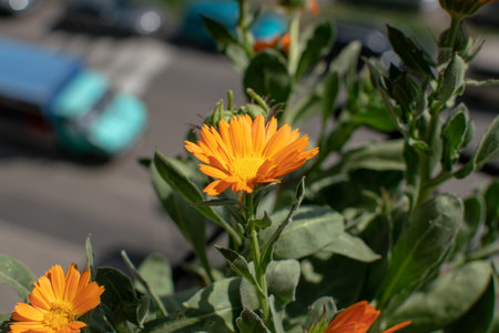 marigold flower on an urban background, intense orange flower, speaks of spring. Calendula has multiple healing, soothing properties.の写真素材