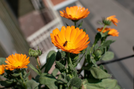 Marigold flower with bee on the deep orange blossom. Calendula is useful in medicine, homeopathy, herbal medicine, as a natural remedy. the bee loves its nectar for honey.の写真素材