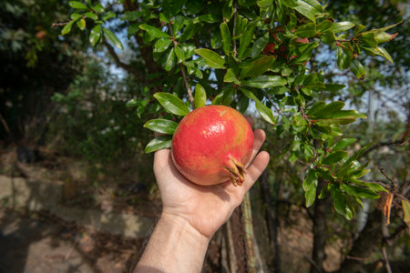 pomegranate, autumn and harvest season, rich in vitamins and antioxidants. excellent juices for health and protects against seasonal diseases.の写真素材