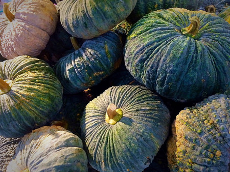 Pumpkin for halloweenの素材