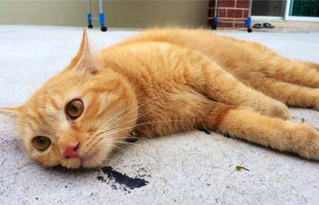 Cat restの素材