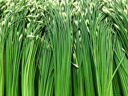 Garlic chives an asian vegetableの素材