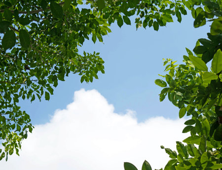 Leaves and sky for background.の写真素材