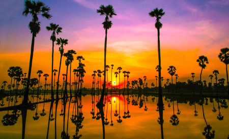 Beautiful sunrise with palm treesの素材