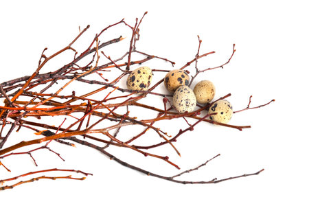 Quail eggs are isolated on a white background. Group of quail eggs on branches.の写真素材