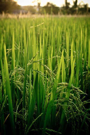 Spike in the rice fields の写真素材