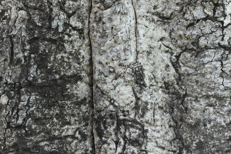 bark texture