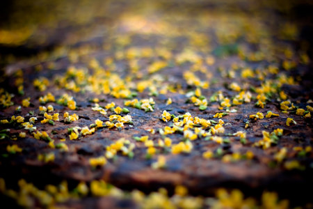Tiny Yellow Flowers on the groundの写真素材