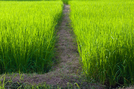 walkway of paddy fieldの写真素材