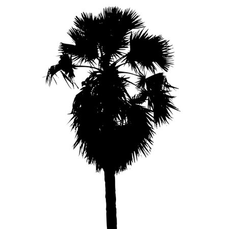 Sugar palm silhouette vectorのイラスト素材