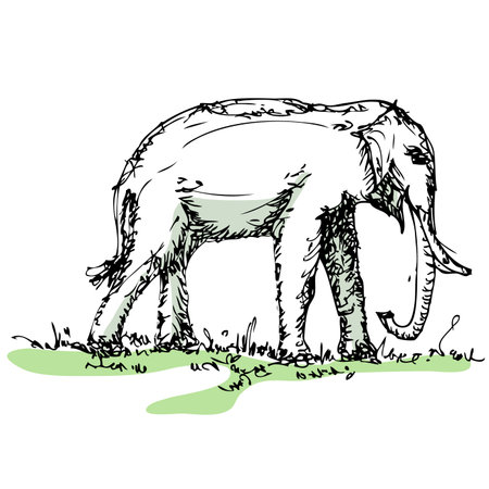 elephant sketch vectorのイラスト素材