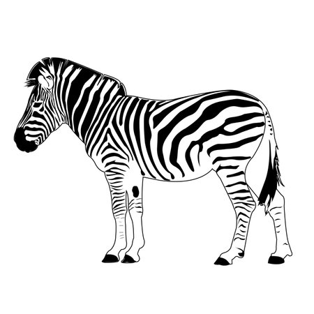 zebra vectorのイラスト素材
