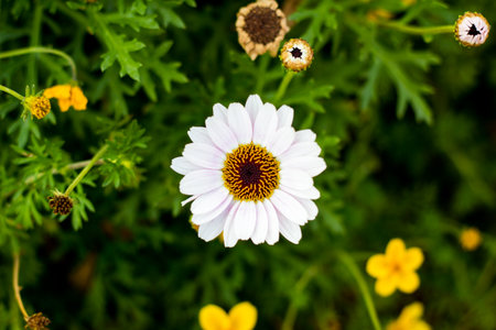 daisy flowers