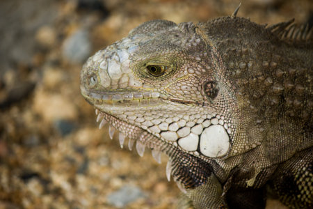 portrait of macro shot on iguana headの写真素材